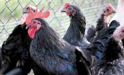 Neb Towns Bid To Evict Chickens Ruffles Feathers State News