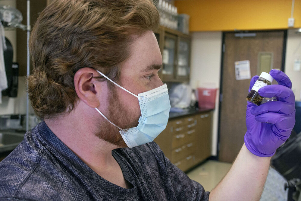 UW studies alfalfa weevil control