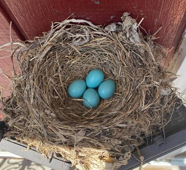 Three Bird Nest Necklace, Robins Egg Blue, Three Eggs in a Robins