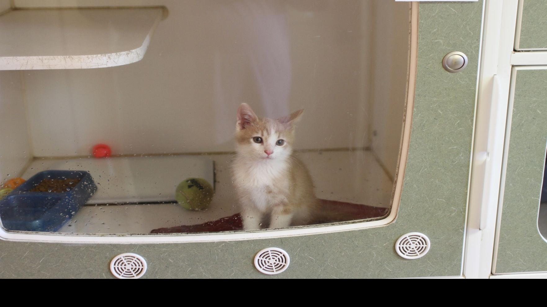 It S Caturday Check Out These Cats For Adoption At The North