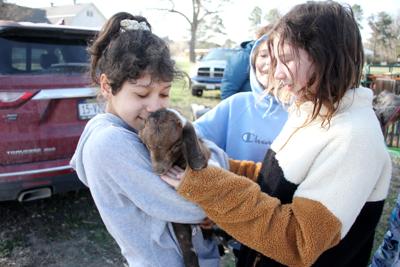 University of Nebraska Extension program gives kids a chance to see and work with farm animals