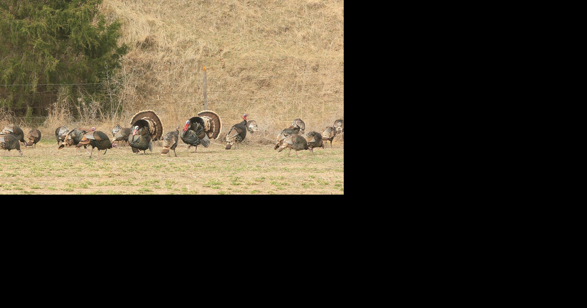 Archery turkey season primer