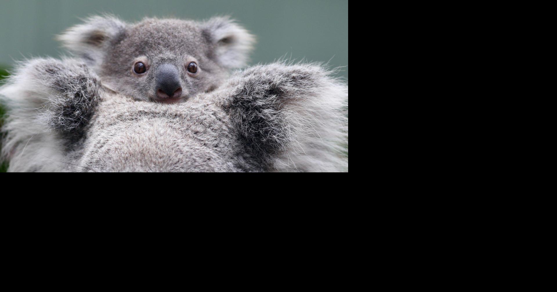 Amazing Facts about Koala Joeys
