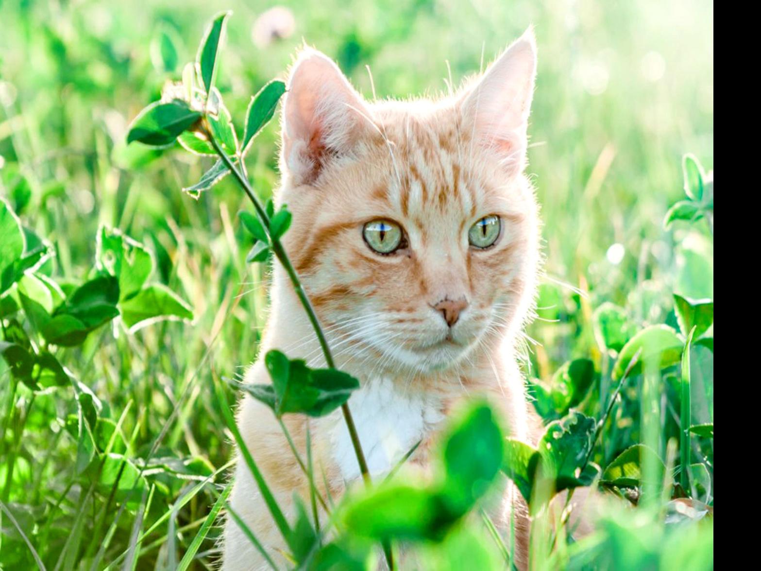 Focus Toxic Plants To Avoid At Home If You Have Pets Focus