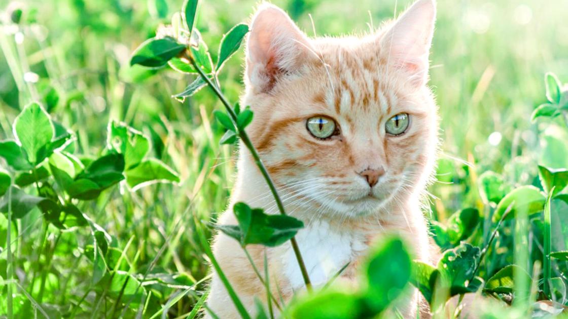 Focus Toxic Plants To Avoid At Home If You Have Pets Focus Nptelegraph Com Focus Toxic Plants To Avoid At Home If You Have Pets Focus Nptelegraph Com