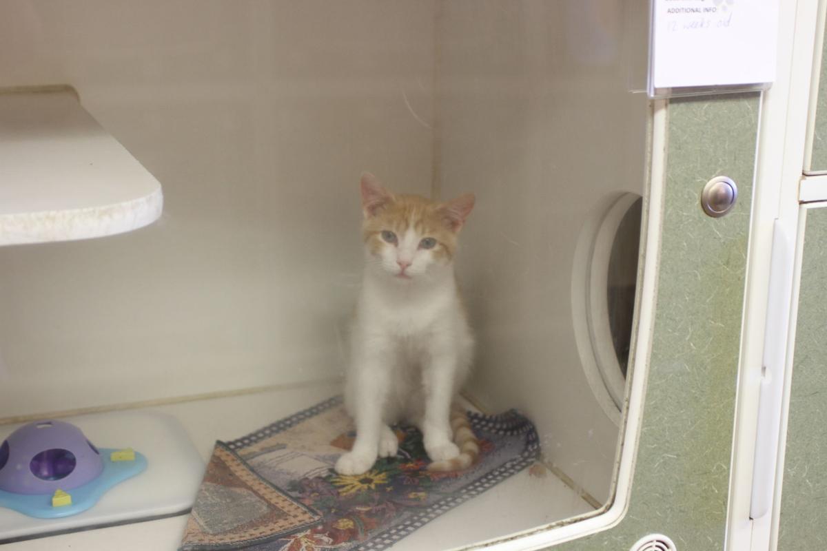 It S Caturday Check Out These Cats For Adoption At The North