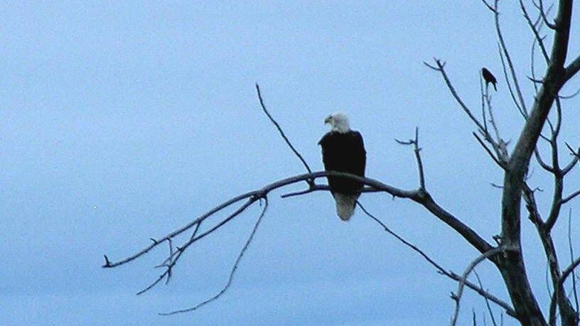 Windham: Plenty of eagles to see in western Nebraska - Vimarsana News
