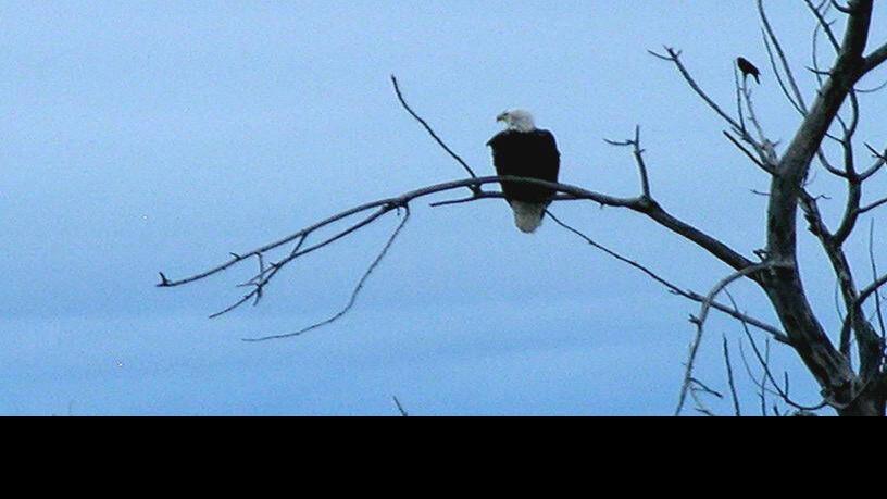 Windham: Plenty of eagles to see in western Nebraska