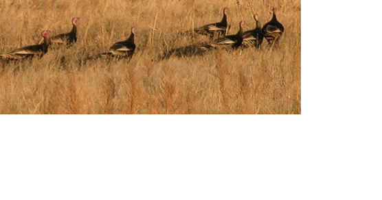 Rick Windham: Time to do a bit of pre-season turkey scouting - Vimarsana News