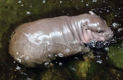 One Eighth The Size But Twice As Cute Baby Pygmy Hippo Now On