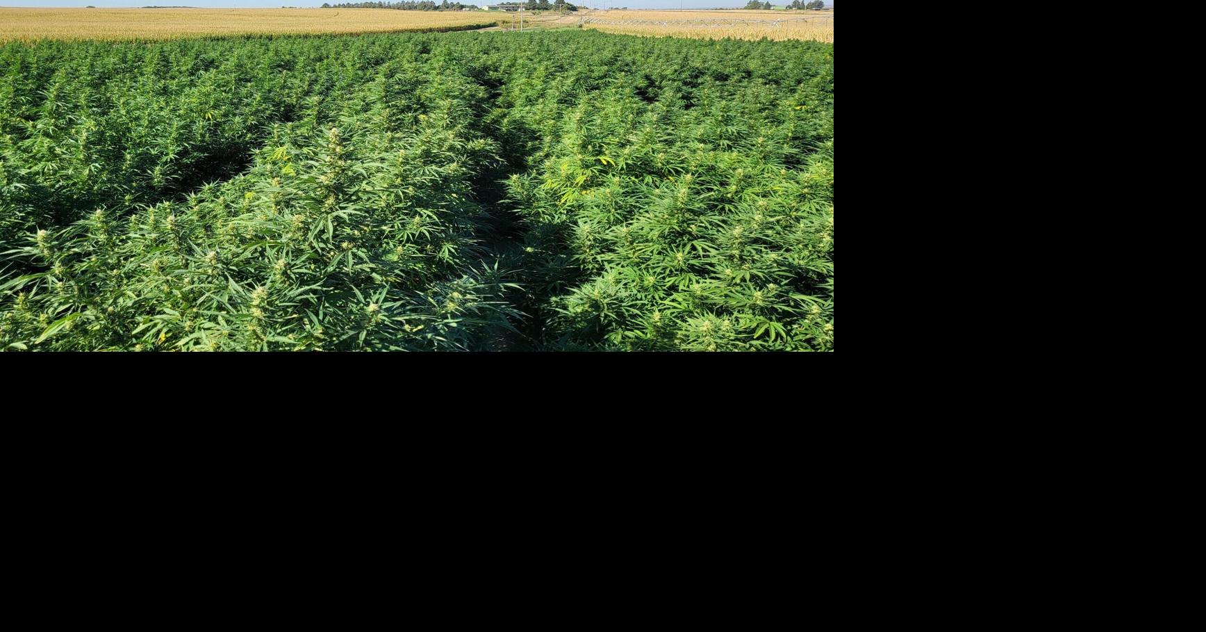 Nebraska soil void of medical cannabis seeds, but cultivators inch closer to planting