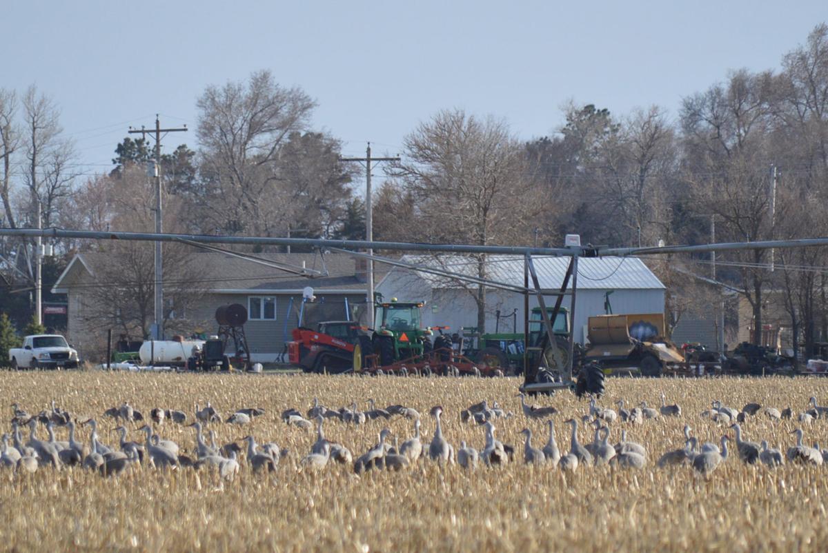 Record number of sandhill cranes spotted in Nebraska