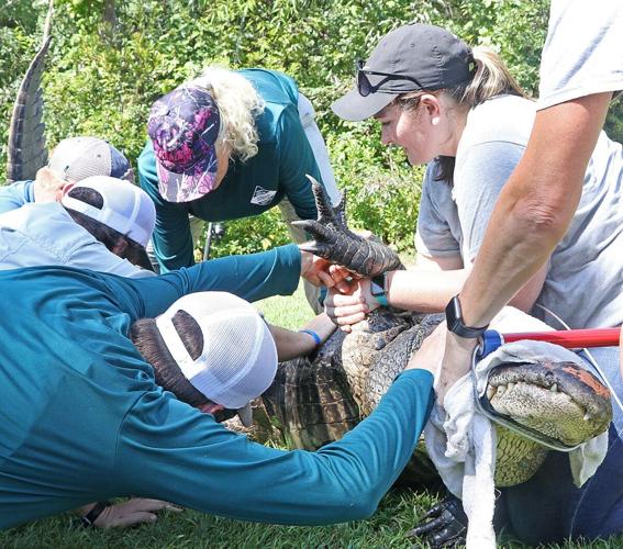 Why a study of Lake Waccamaw’s alligators could help prevent encounters with humans News