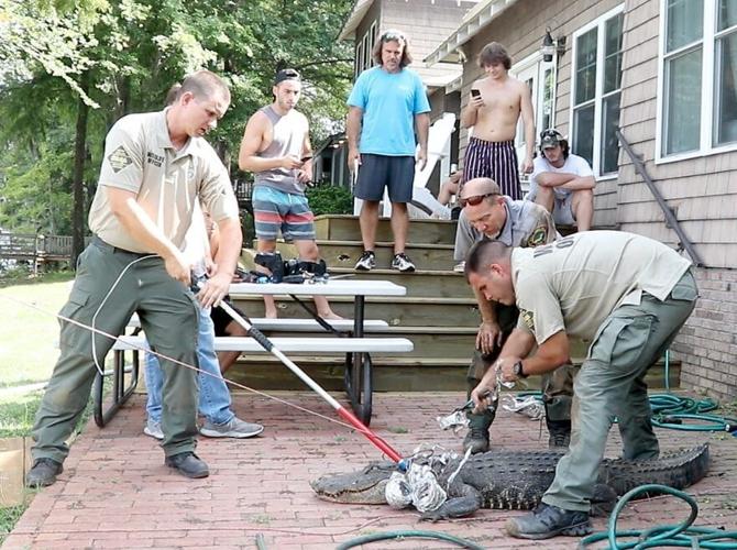 Complicated removal for Lake Waccamaw alligator who ‘got herself in a bit of a bind’ Archives