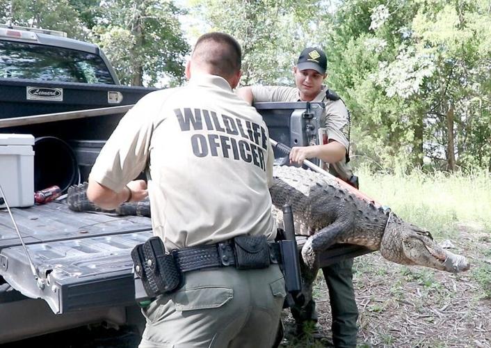 Complicated removal for Lake Waccamaw alligator who ‘got herself in a bit of a bind’ Archives