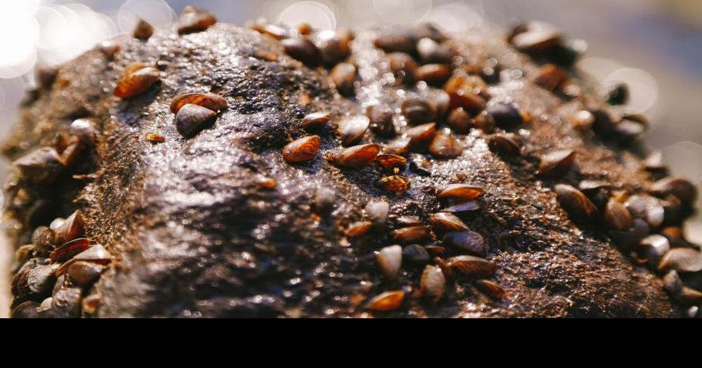 Mini mussels cause major problems | News | ntdaily.com
