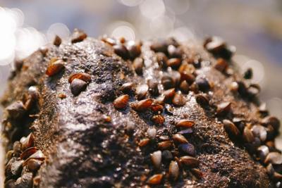 Mussel Rays Mini mussels cause major problems | News | ntdaily.com