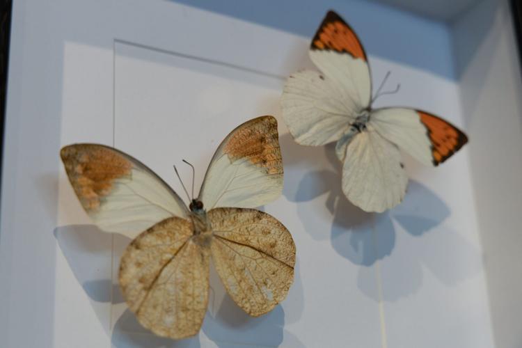 Pinned Ptera reframes insects into artwork | Arts & Life | ntdaily.com