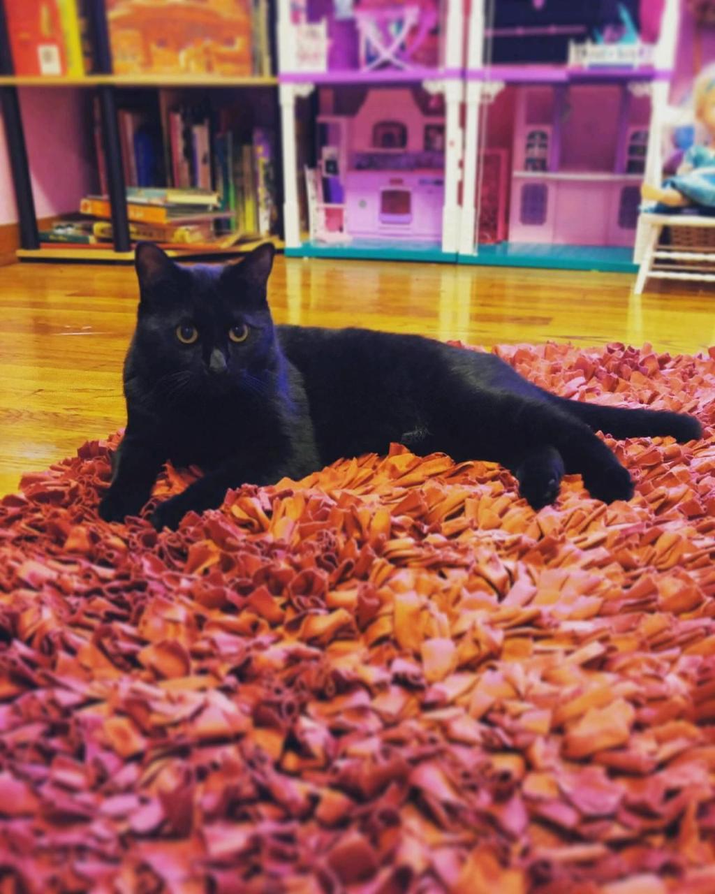 Gallery Pets Of The Week Local Photo Galleries Nwitimes Com