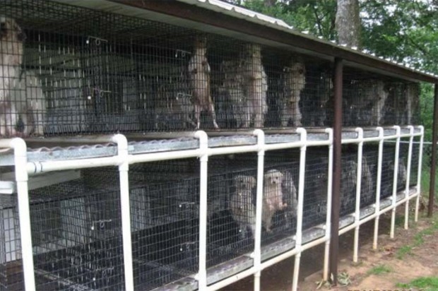 Aspca Uses Usda Photos In Fight Over Puppy Mills Pets Nwitimes Com