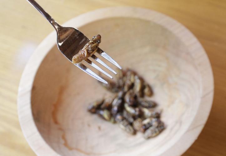 Get Healthy: If the idea of eating them doesn't bug you, cicadas, crickets, grasshoppers and more pack a protein punch
