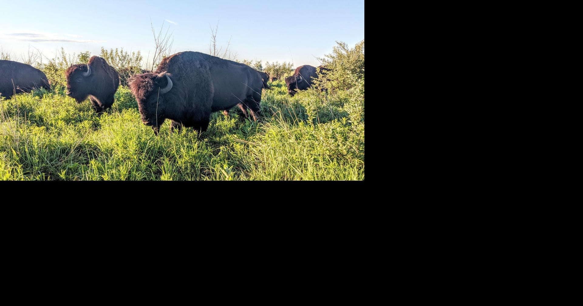 Return of Indiana's bison to be discussed at Crown Point Community Library