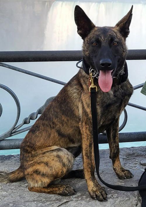 Update Police Continue Search For Escaped Lake County Police Dog Sheriff Says Latest Headlines Nwitimes Com