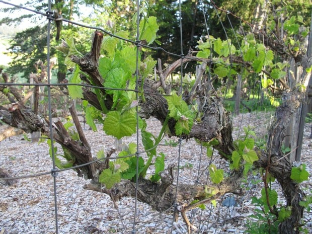 Growing grapes can take time, attention : Home & Garden
