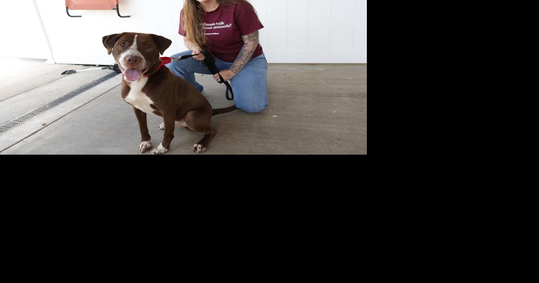 Your best friend Get Healthy: Wearable devices come to rescue when your pet goes missing