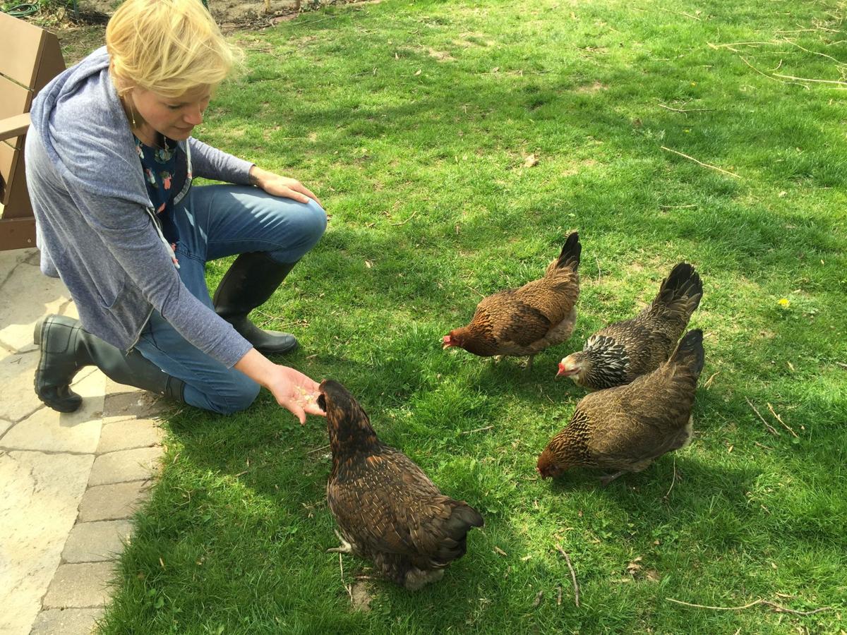 Urban Chicken Coops Could Soon Find Foothold In Region Porter