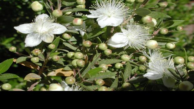 What is myrtle? | Home and Garden | nwitimes.com