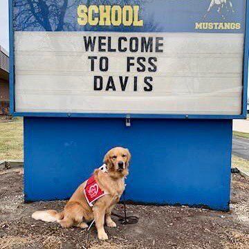 Davis the therapy dog eases students' anxiety, staff exhaustion at Frankfort Square School
