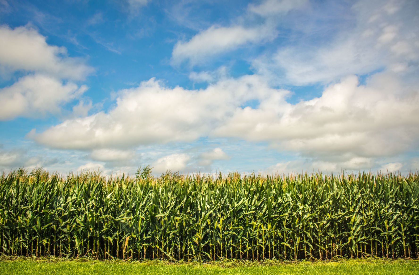 naked corn field Nude Woman Hiding In Corn Field Stock Photo, Picture and ...