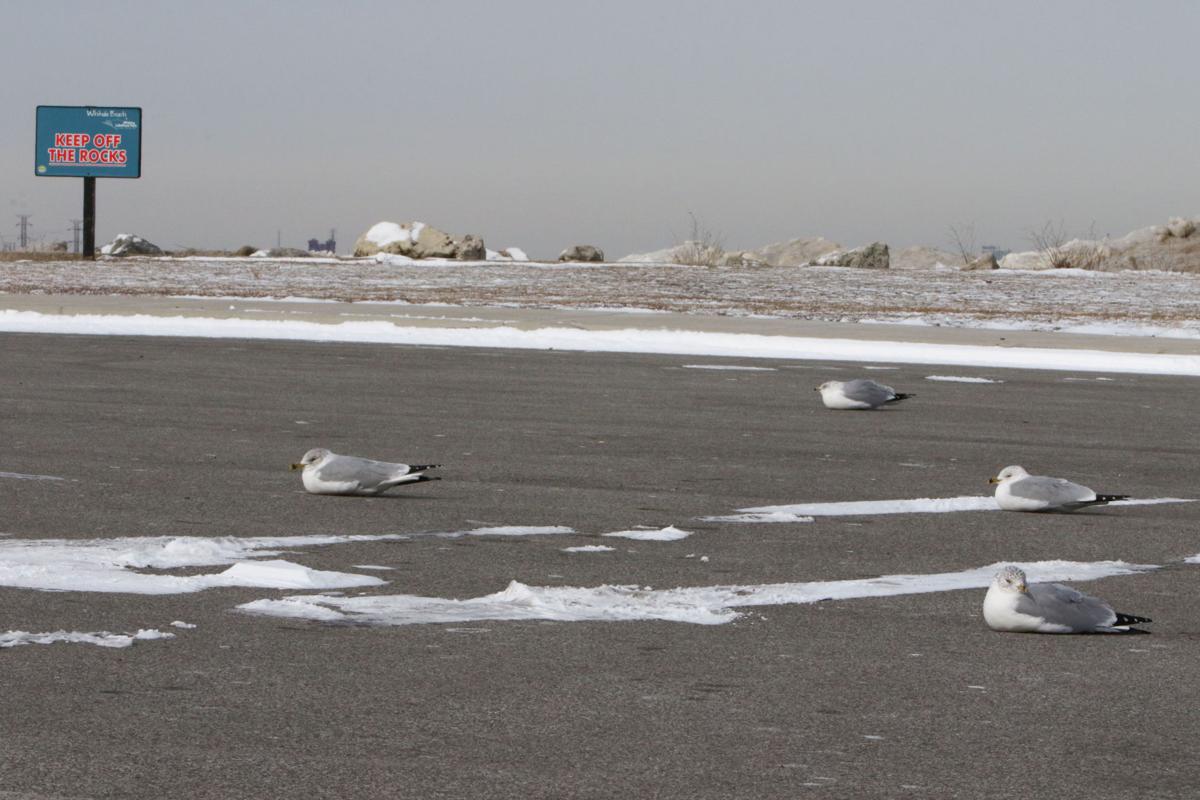 Geese and gulls at Whihala Beach