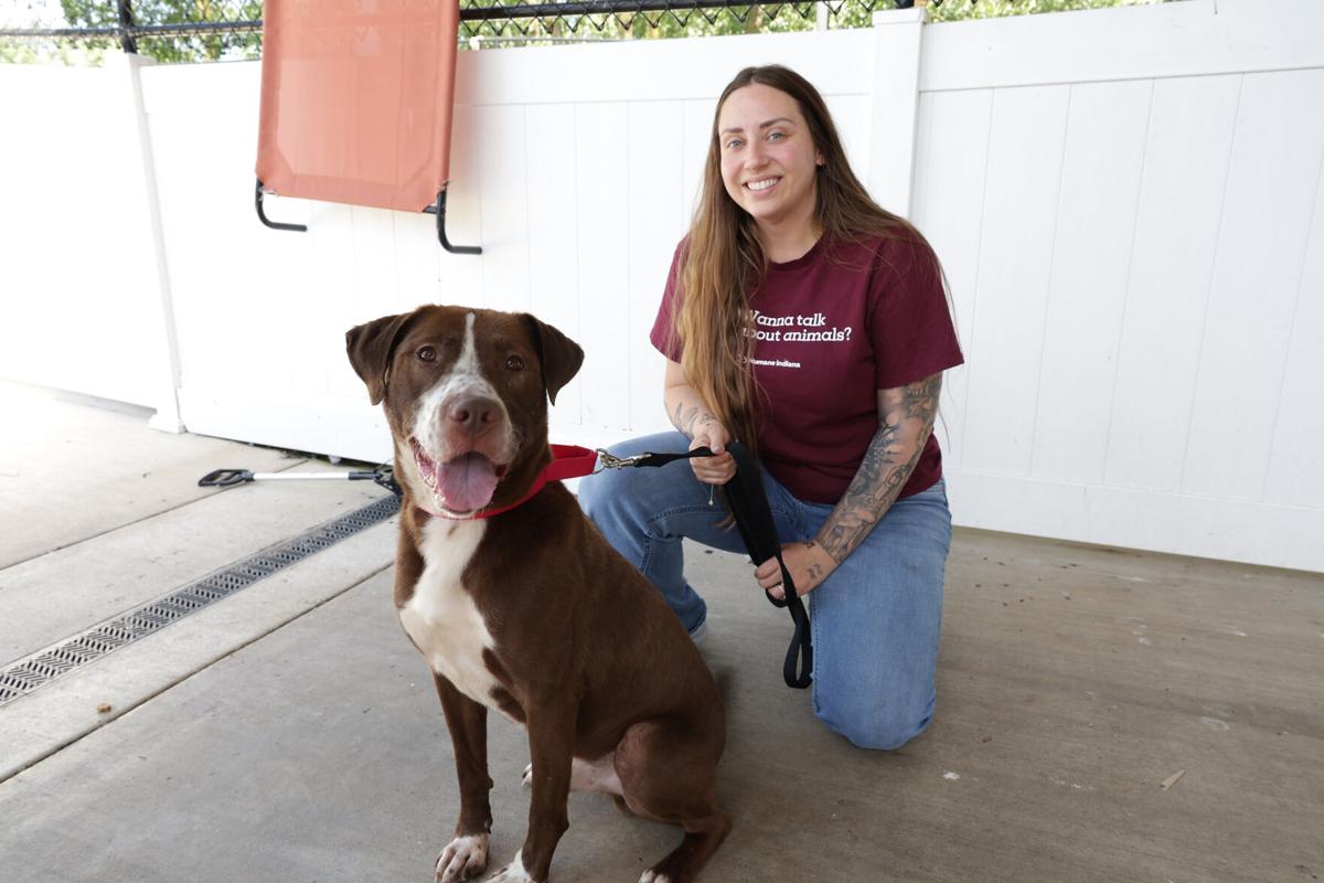 Dogs, cats need time, direction to embrace new surroundings