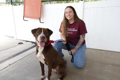 Dogs, cats need time, direction to embrace new surroundings