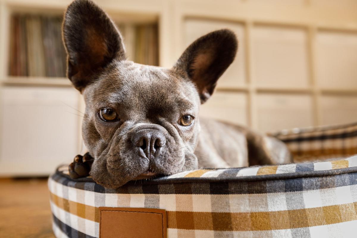 Excess Scratching Itching Can Be Signs Of Allergies In Dogs Cats