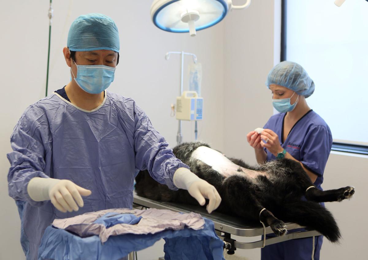 Munster veterinary clinic offers stem cell therapy Local News