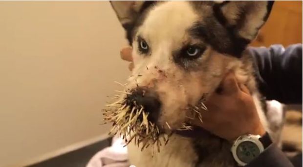 Sled dog treated after porcupine encounter on 