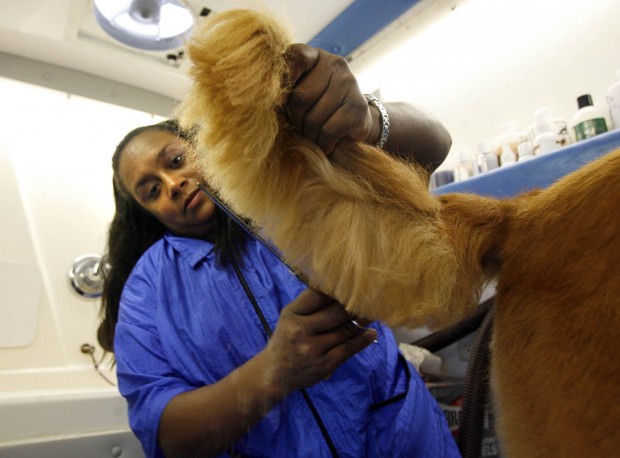 clean paws mobile grooming