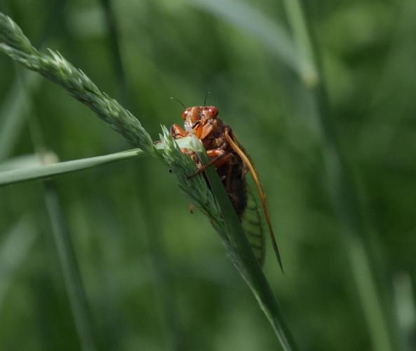 Get Healthy: If the idea of eating them doesn't bug you, cicadas, crickets, grasshoppers and more pack a protein punch