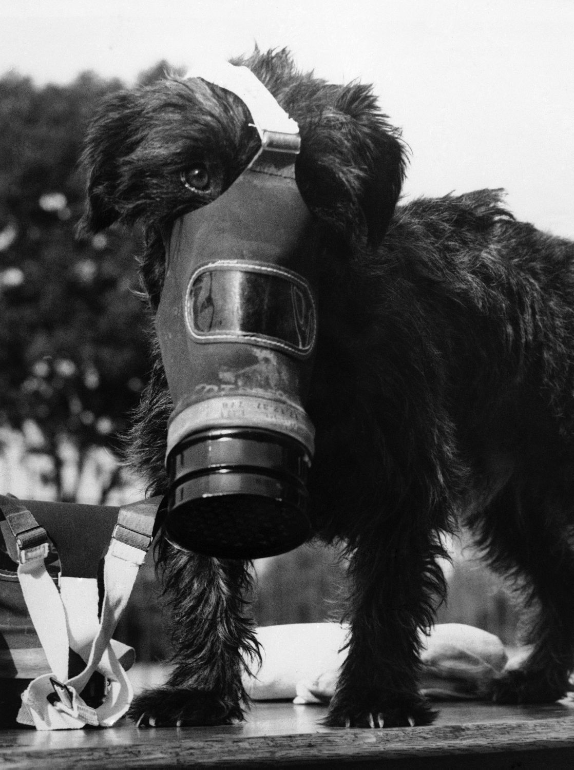 reddit dog gas mask