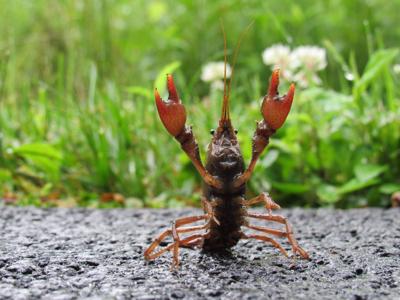 New Lenox woman captures photo of triumphal crayfish to win forest preserve's June contest