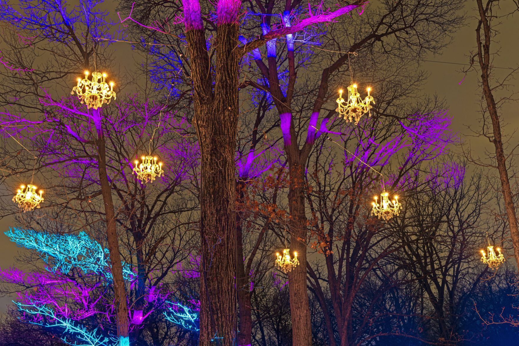 'Illumination' Lights Up The Trees Again At Morton Arboretum ...