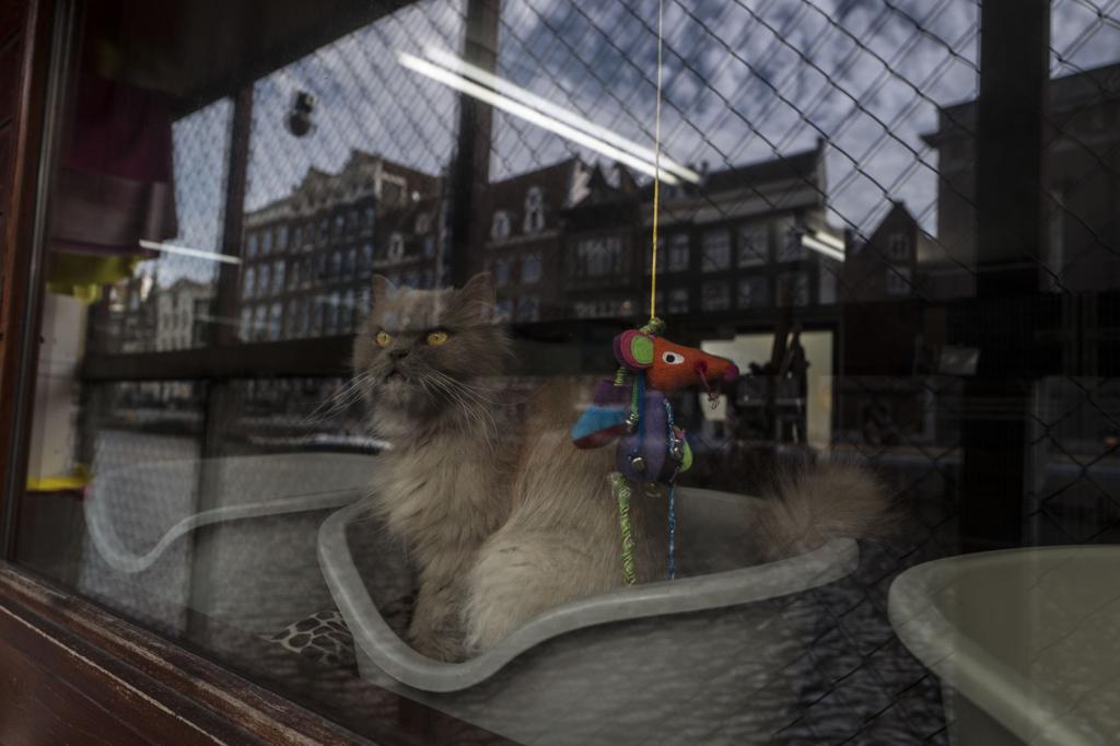 Photos Stray Cats Find A Home On An Amsterdam Houseboat World