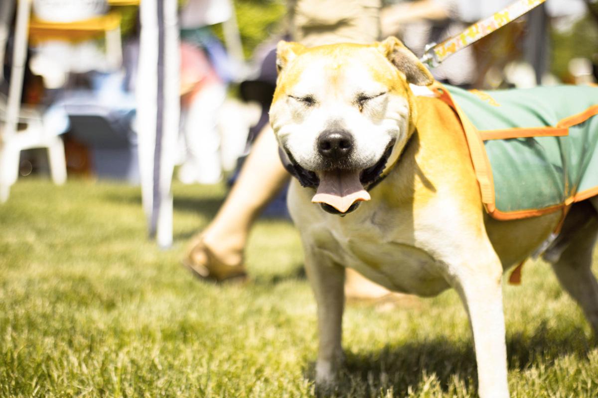 Cause 4 Paws 5K