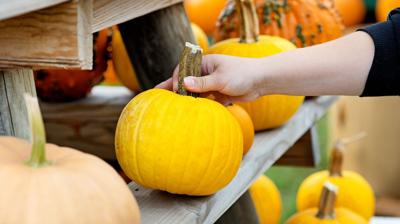 How to pick and prep the perfect pumpkin