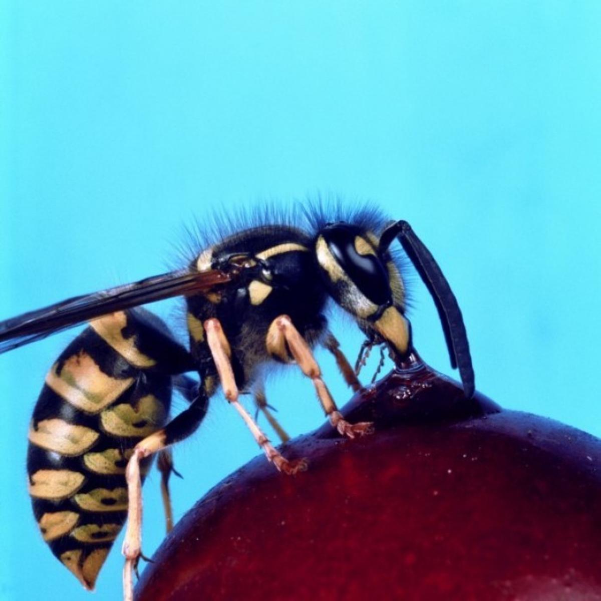 Download Sting Operation Wasps Hornets And Yellow Jackets Offer Benefits Despite Their Bad Temper Reputation Home Garden Nwitimes Com
