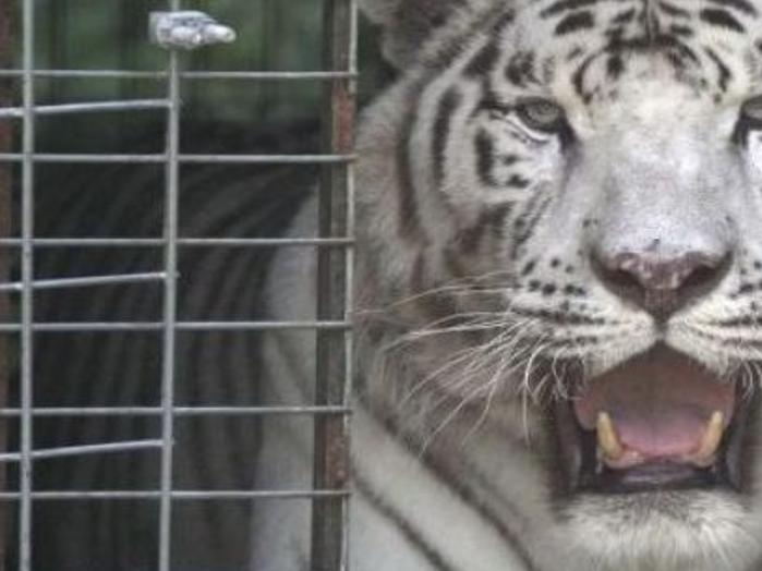 Calls Of Tiger On The Loose In Gary Prompt Police Search Lake County News Nwitimes Com