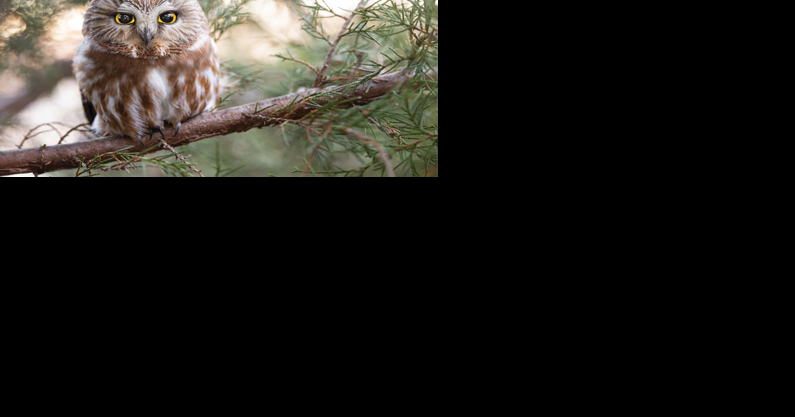Owl banding demonstrations taking place at the Indiana Dunes - Vimarsana News